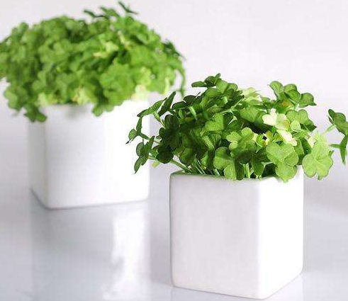 办公室植物租赁有哪些选择