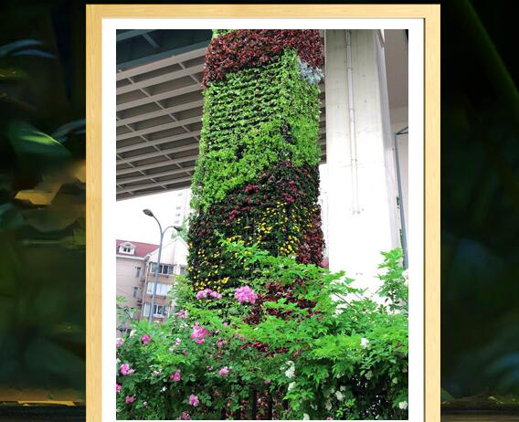 选择上海植物租摆时需要注意哪些问题