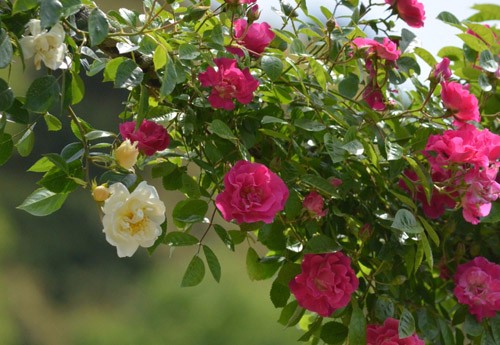 植物租摆过程中摇钱树是如何养护的？