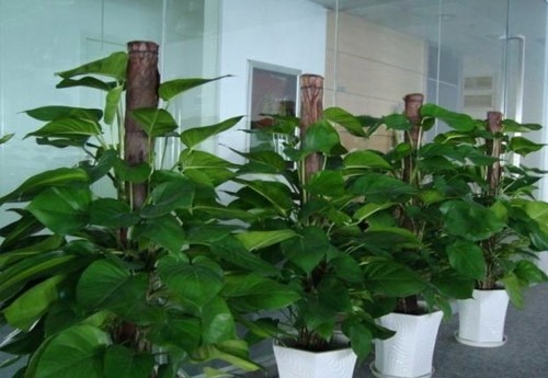 花卉租赁机构靠什么得到市场认可